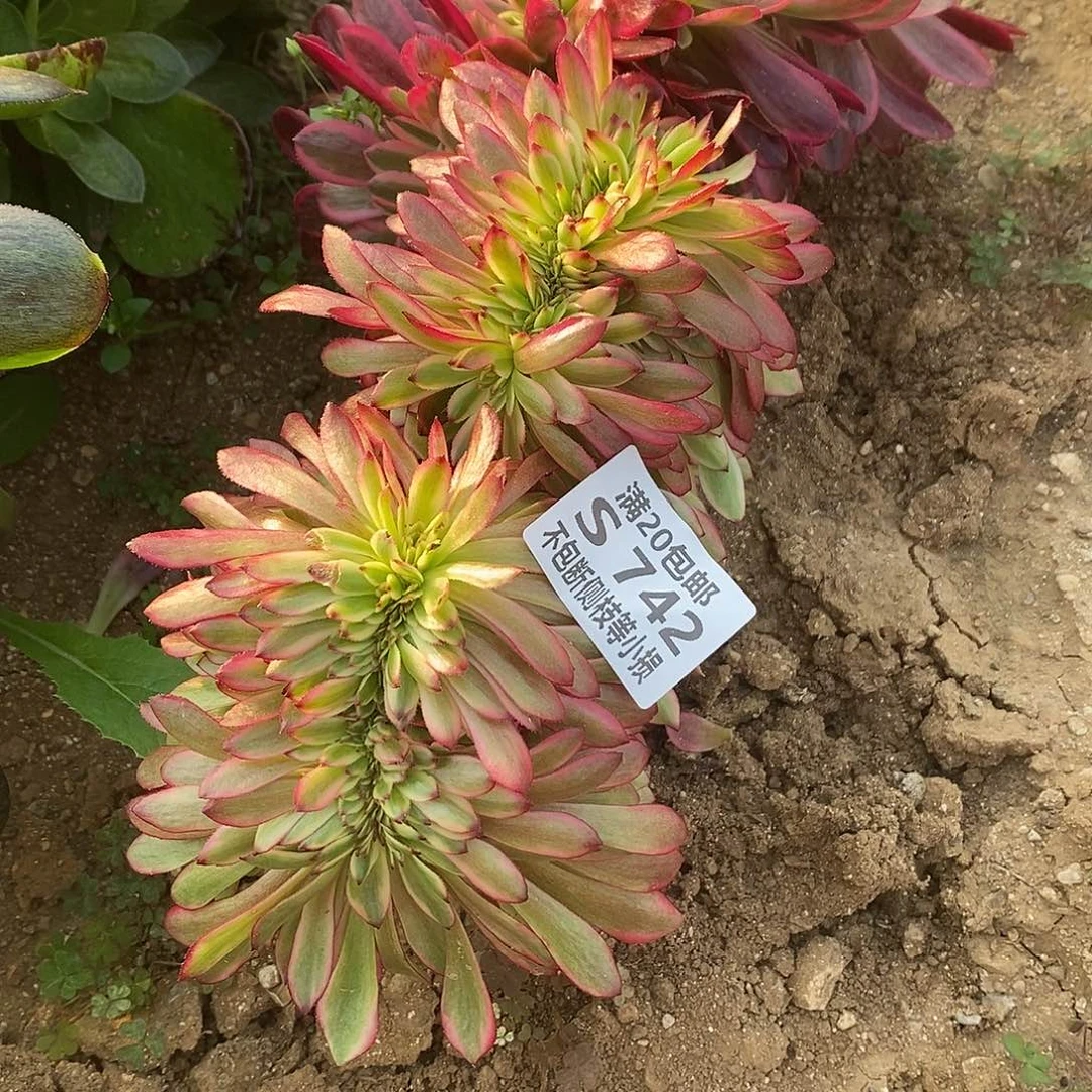 贝**、742红颜缀化多肉法师锦