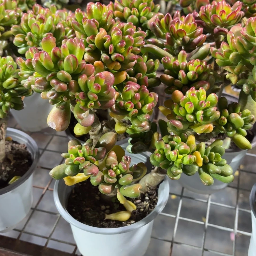 招财猫多肉11㎝盆特价