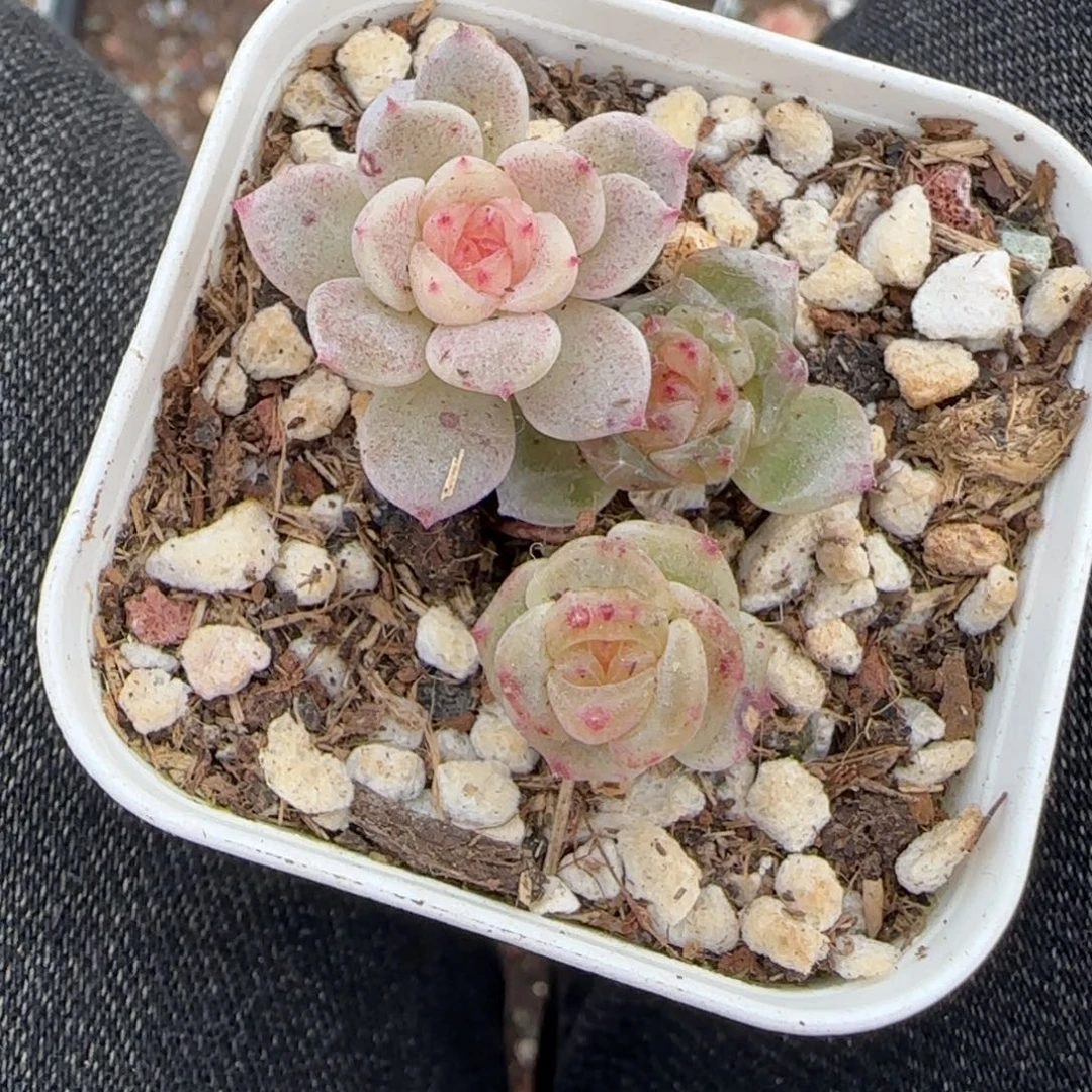 多肉小卡拉米糖心一物一拍