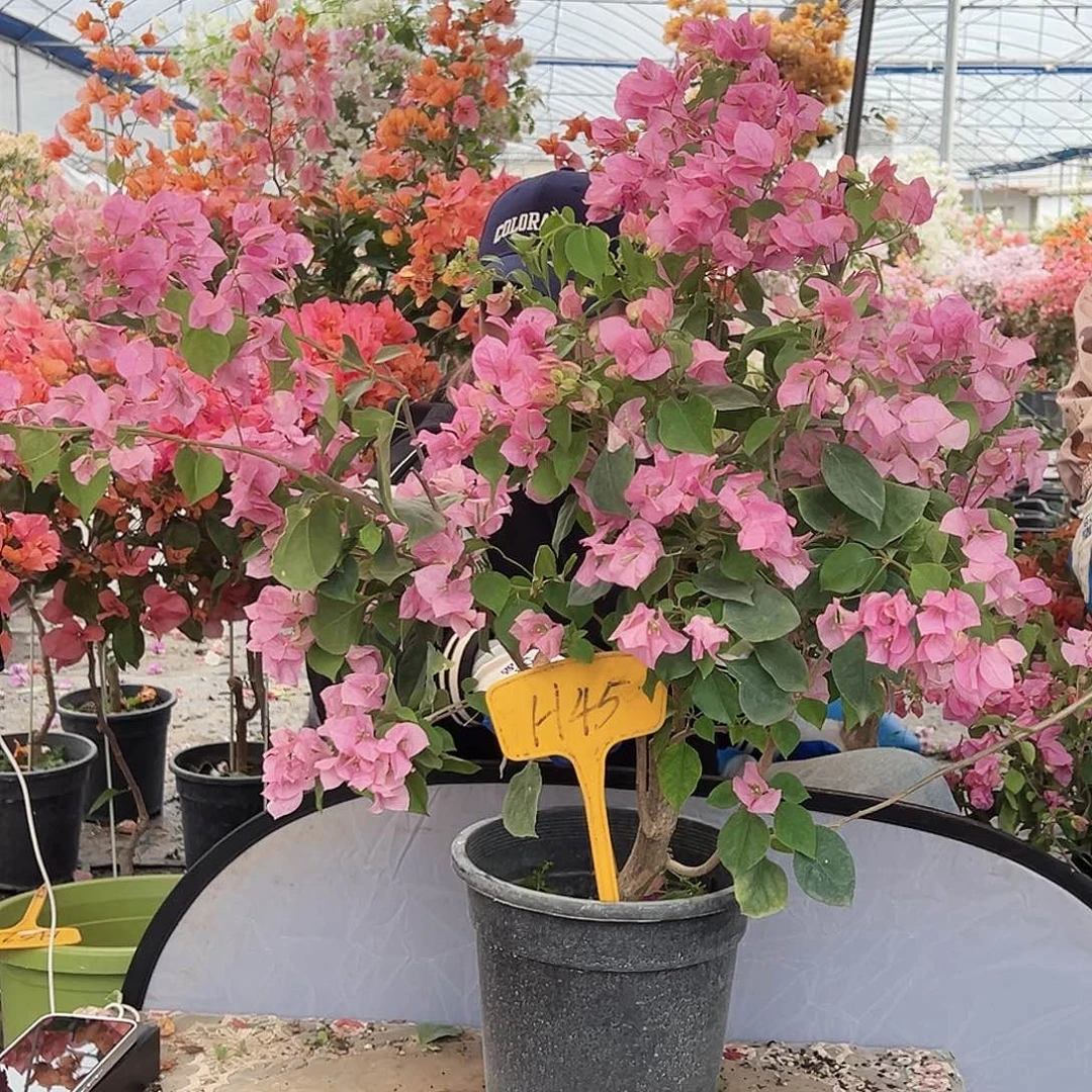 *****大部分花苞少量开放H45红粉佳人