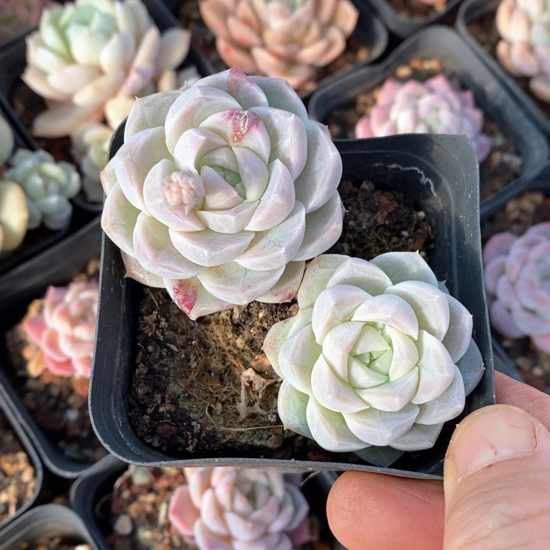 精品多肉一物一板不包整133