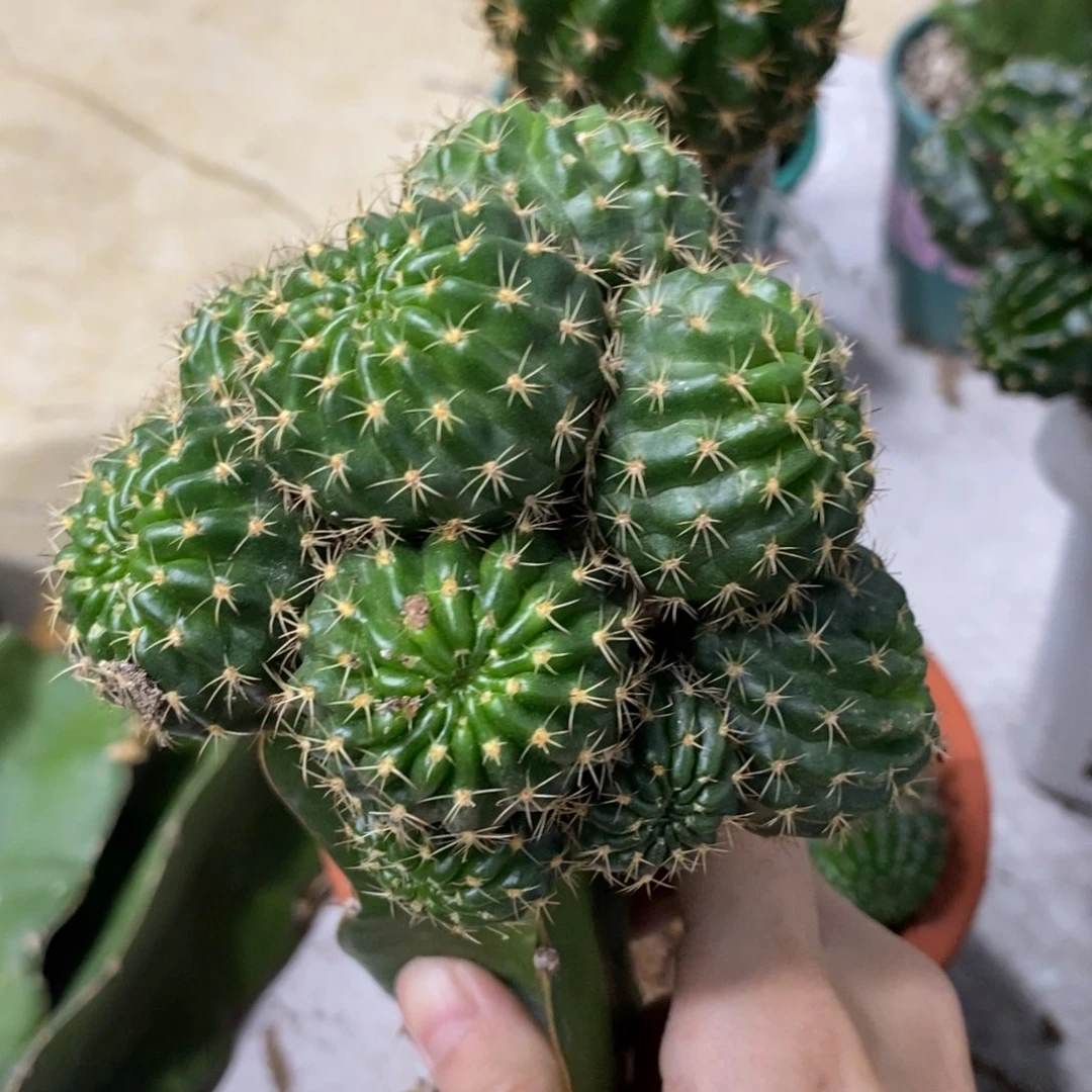 新品丽花文昌门群生一物一拍母本11