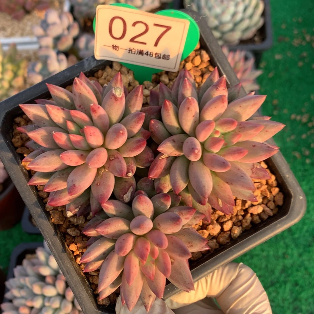 虞美人羽毛纹彩体027