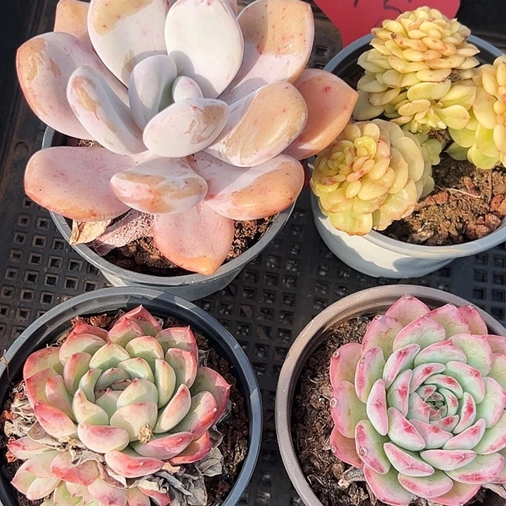 四号框     福利多多