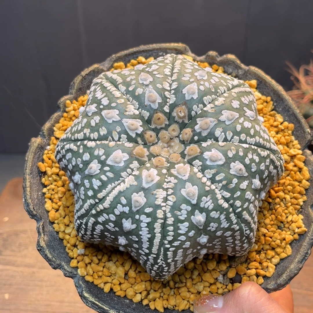 大V兜Zzzzzzzzzzzzzz