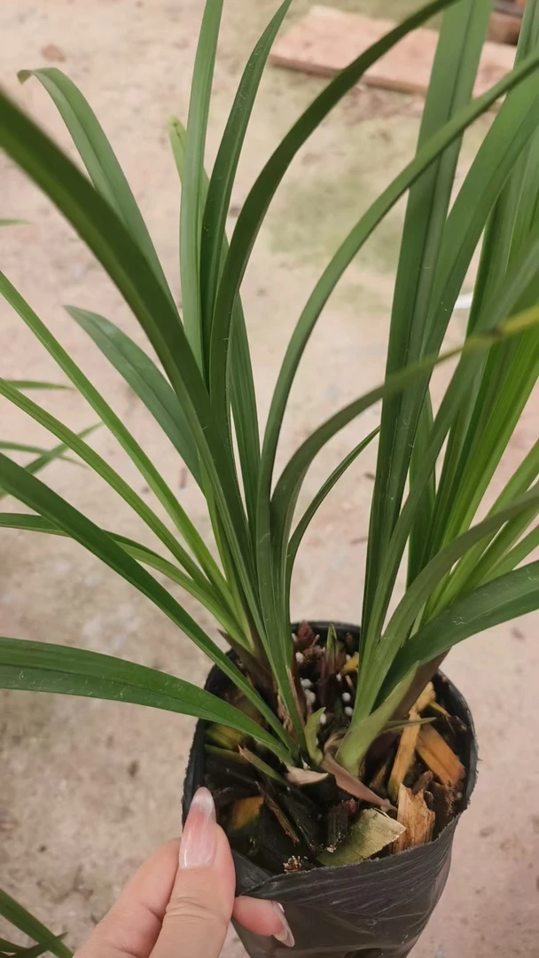 建兰:花蝴蝶2~3苗裸根发货