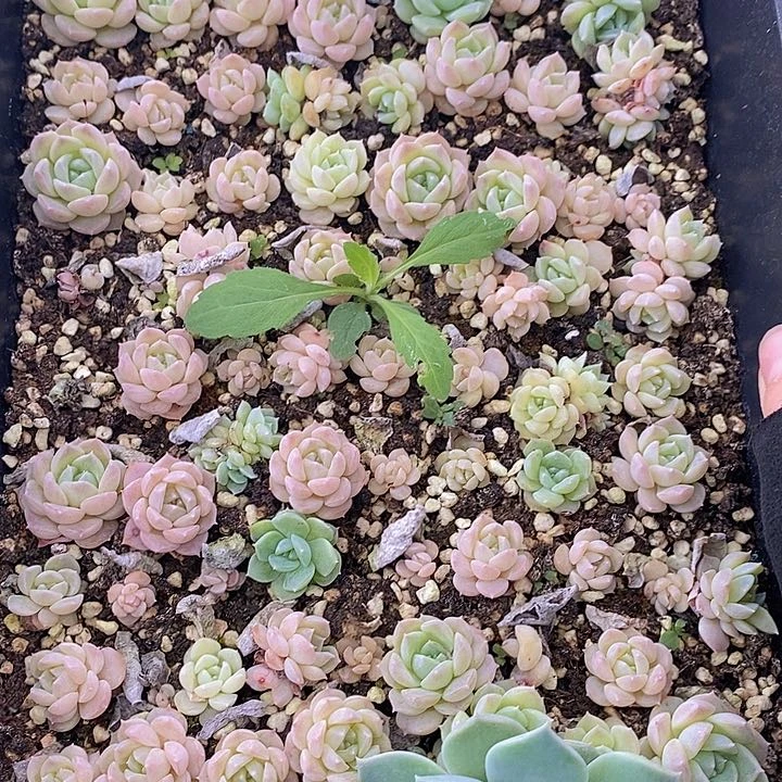 34 多肉植物盆栽花卉植物