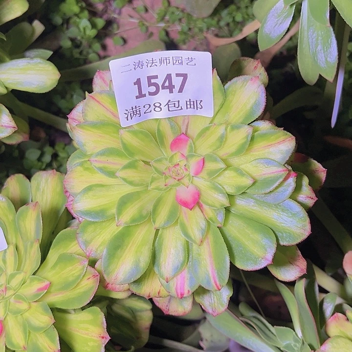 人*1547知否多肉植物无根