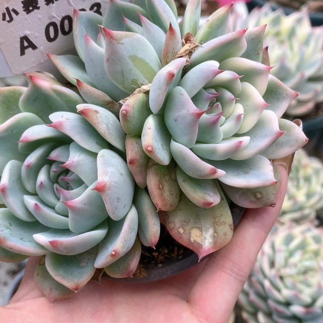 063三头两头带锦