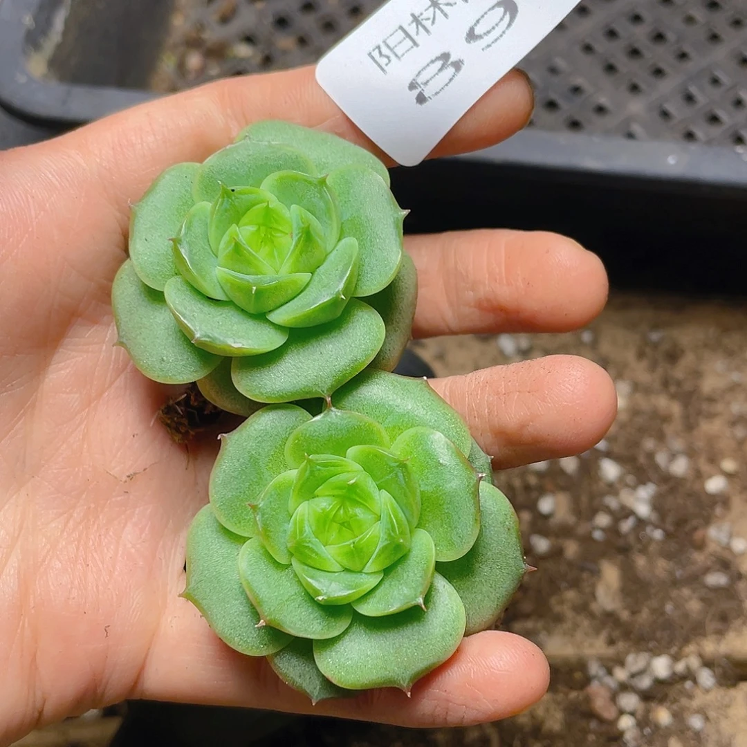 多肉植物多肉植物899