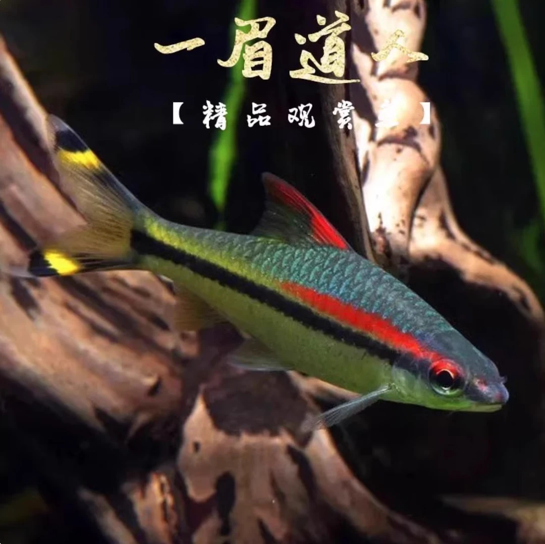 一眉道人灯科鱼热带观赏鱼群游淡水草缸活体好养