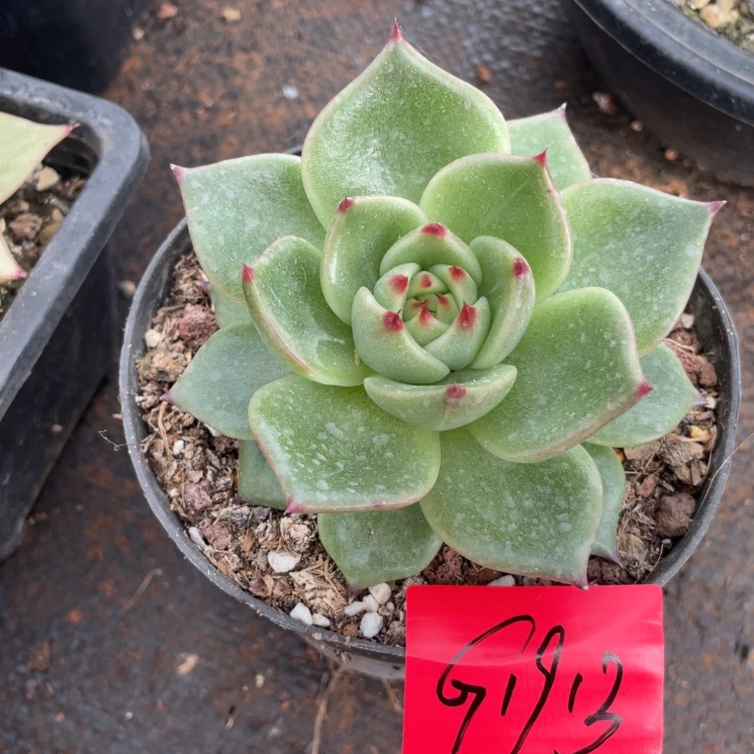 多肉植物多肉植物1913