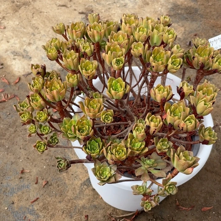 444花茶多肉12456789