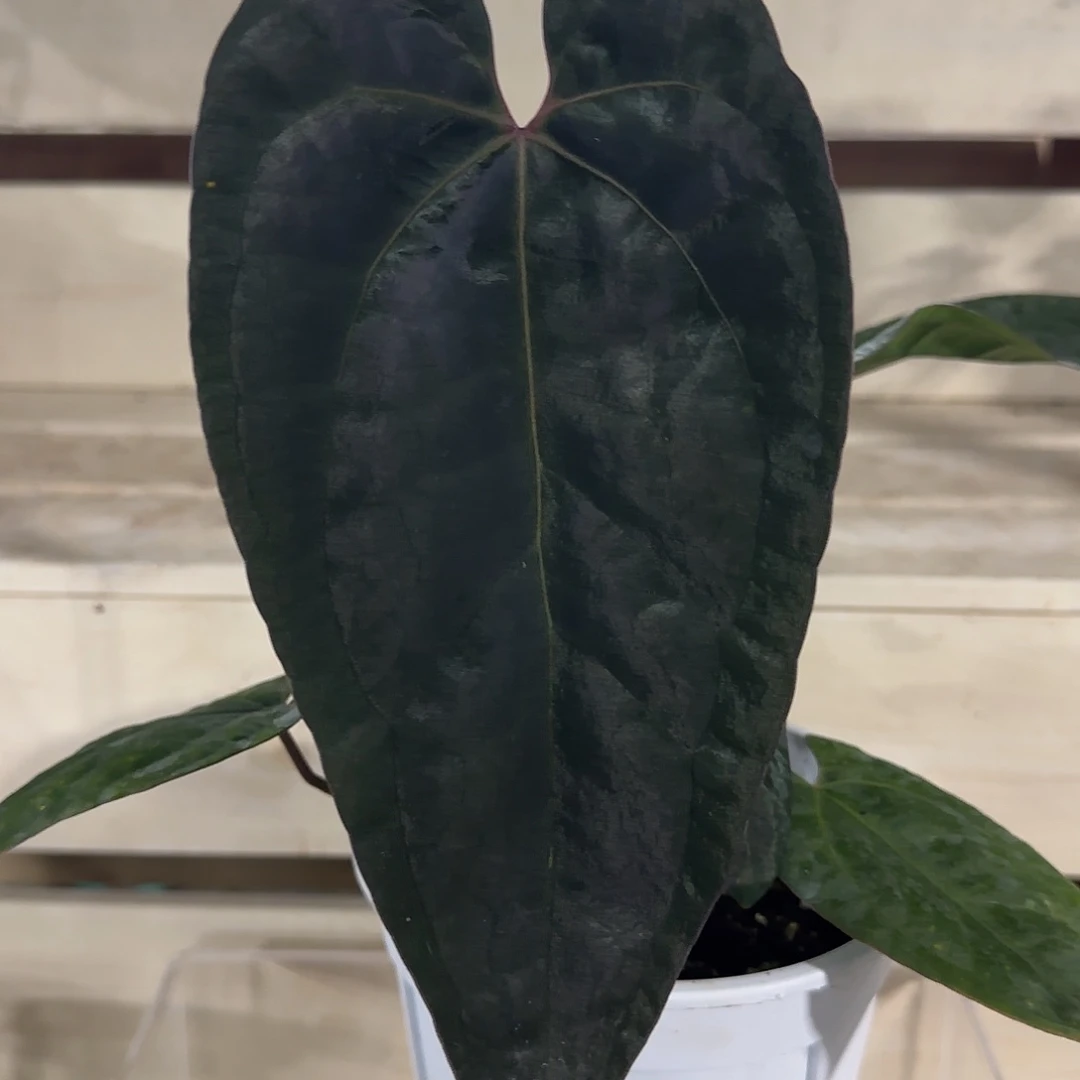 无花朵黑桃杂黑凤凰