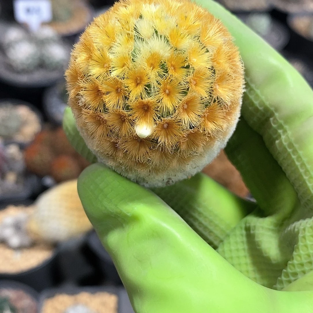 ?****?佛头白金刺嘉文丸