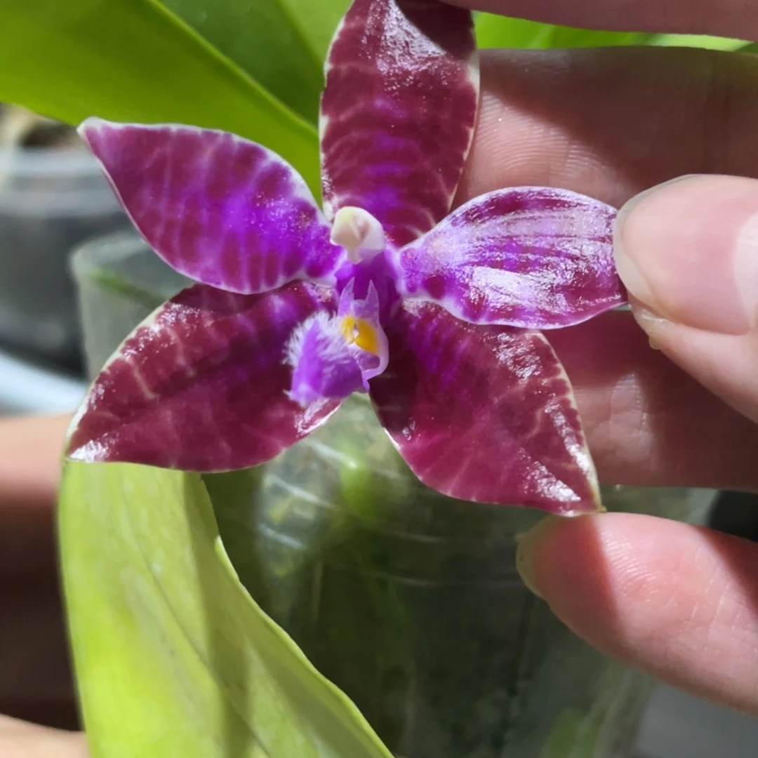 完全开放SWR红路德-1441