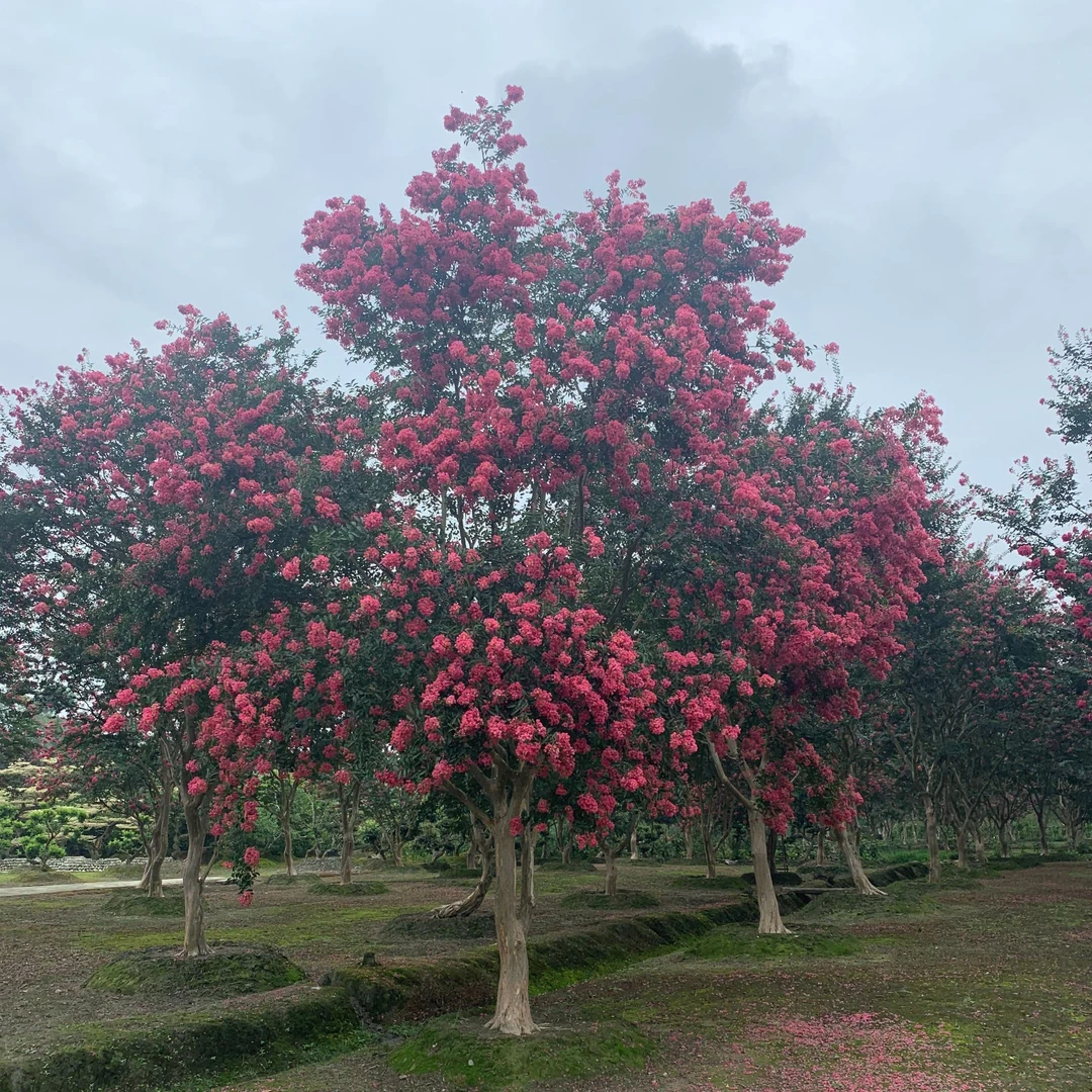 春秋花园#紫薇花树 大型风景绿化老桩树庭院园林造景土球树桩发货