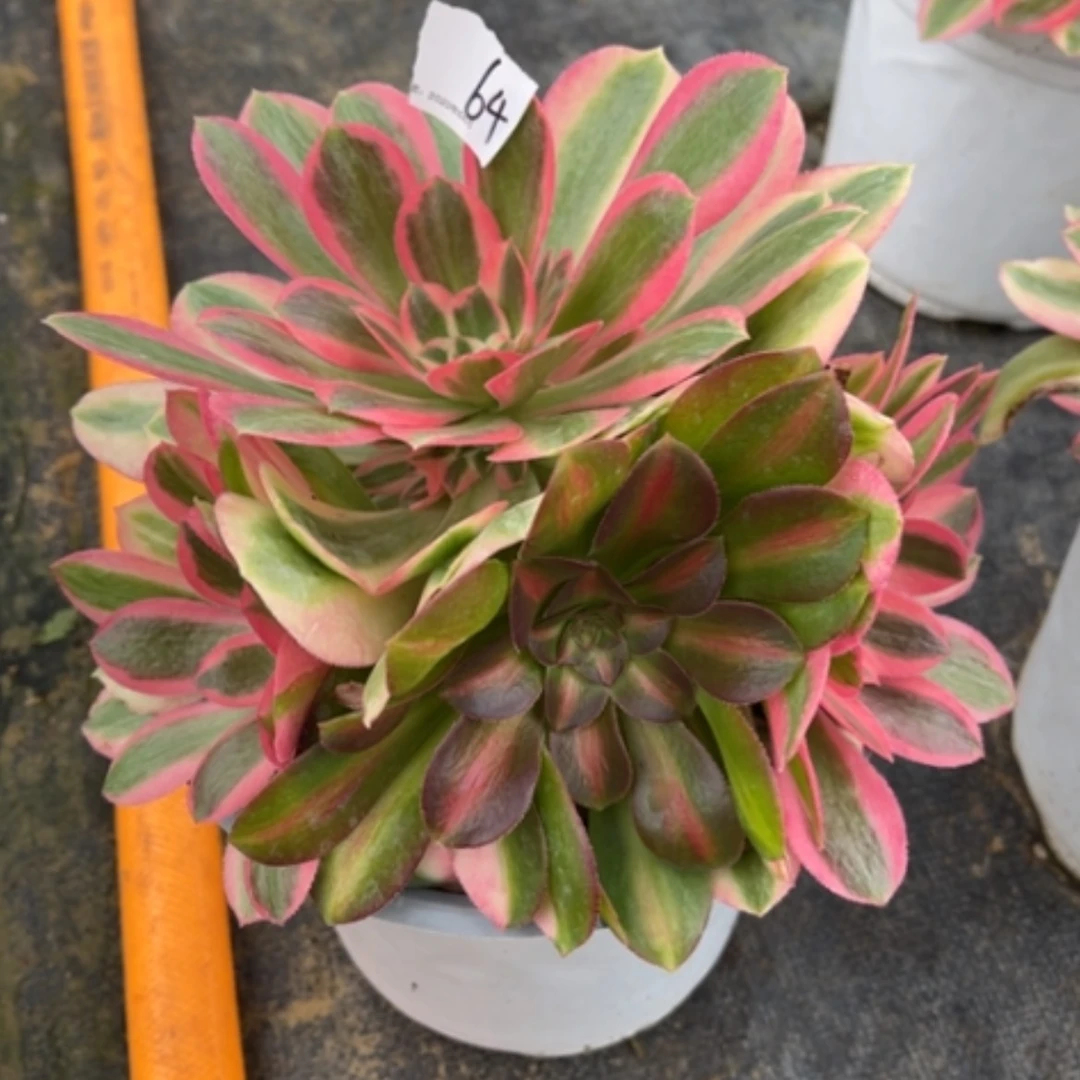 【闪购商品】64女巫多肉法师