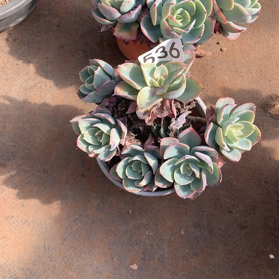 536蓝宫一物一拍多肉