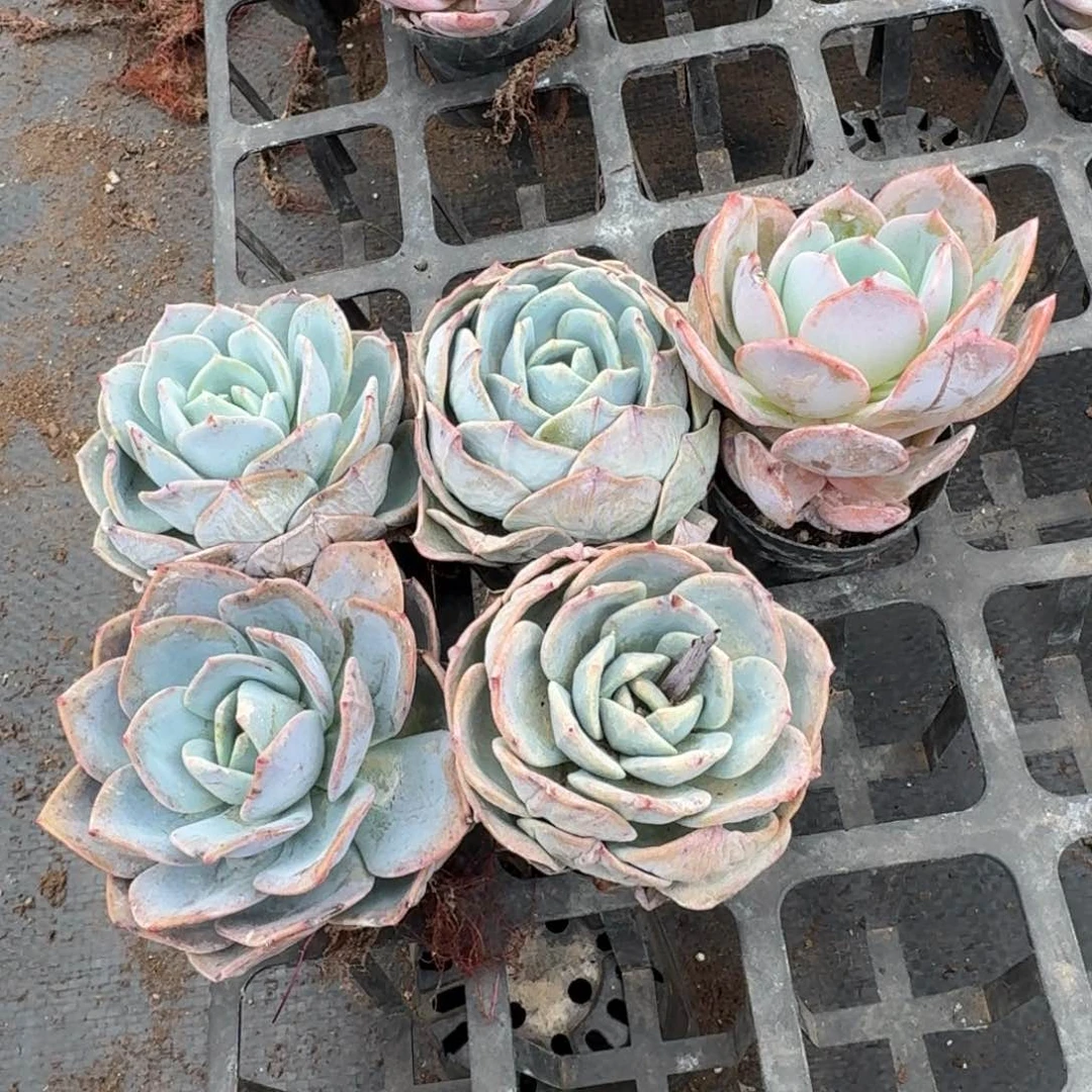 6-11中号绿菜雪姬五颗量拍左五