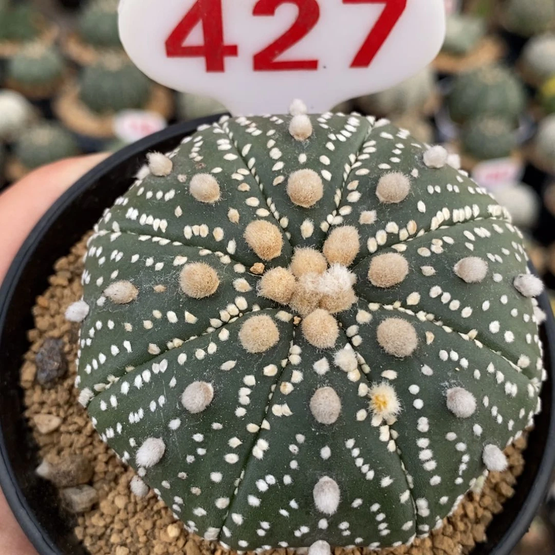 427花园基因福利