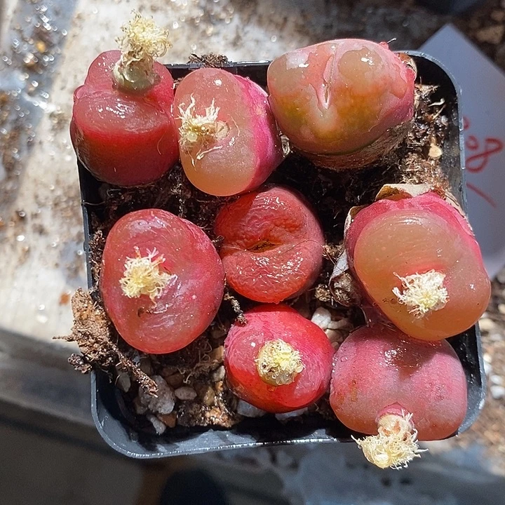 9308。   一组。 红丝绒。