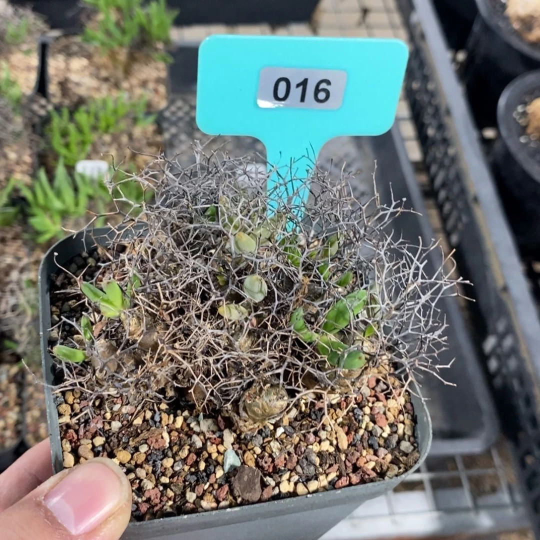 钢丝万物想产地多肉植物
