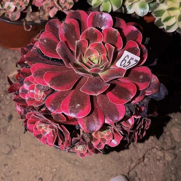 657蛇毒美杜莎多肉植物