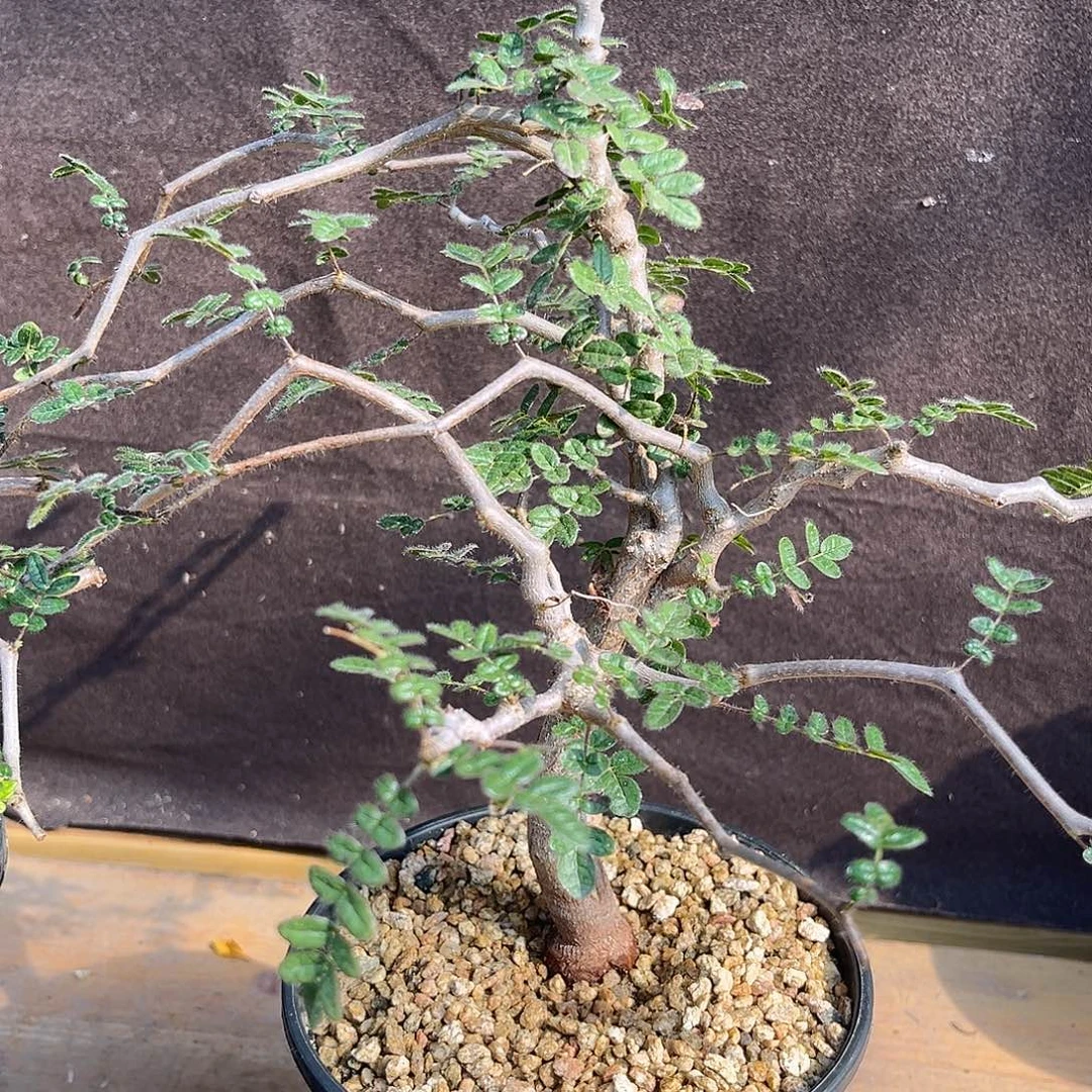 潮流植物 滔天橄榄 6