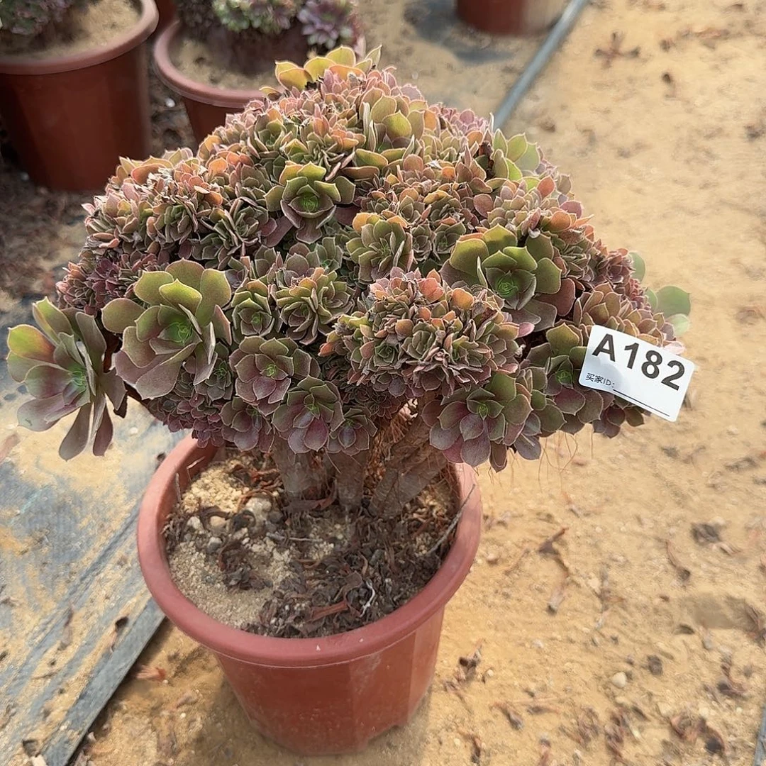 182玫瑰朵朵一颗呀呀