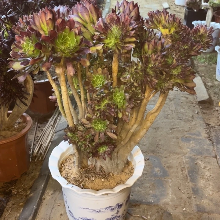 金平法师福利多多