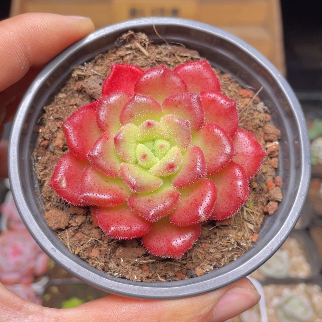 卡罗尔多肉9.9包邮