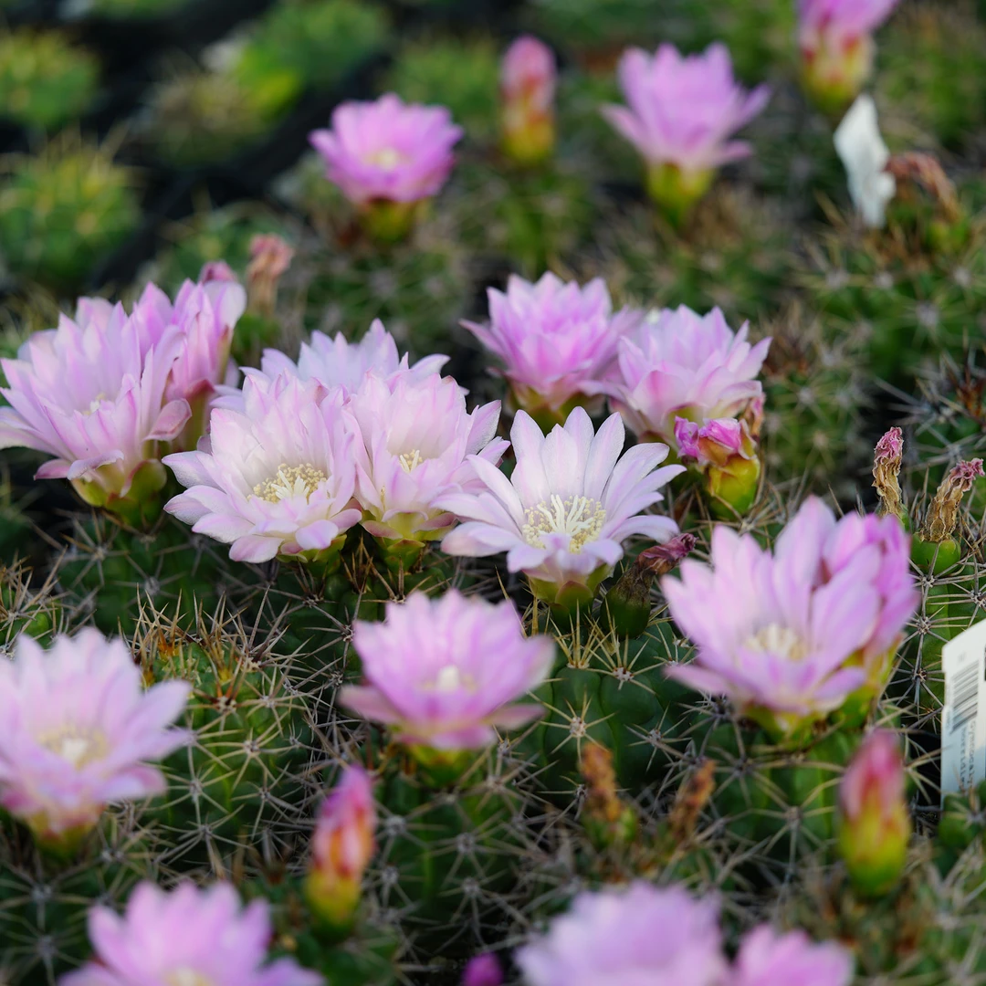 Gymnocalycium horridispinum 恐龙丸  实生仙人球