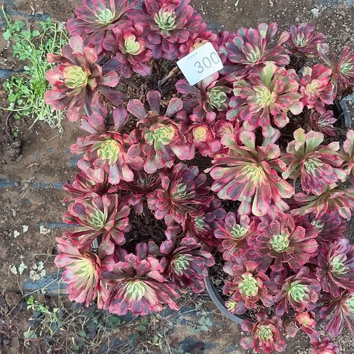 300号一物一拍4颗不包损