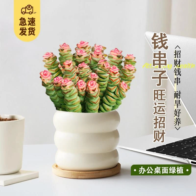 彩色钱串锦多肉植物室内新手好养肉肉红心钱串子稀有品种盆栽花卉