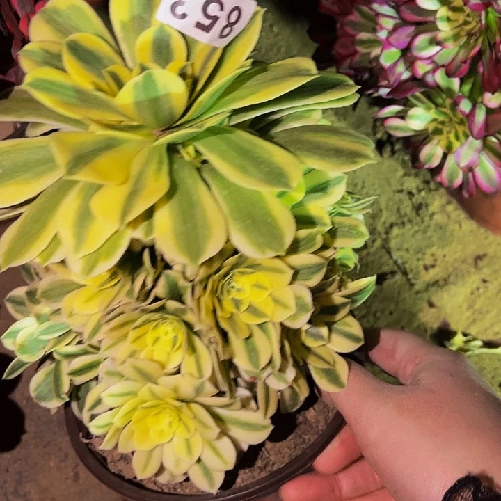 853辛尼亚多肉植物处理不售后