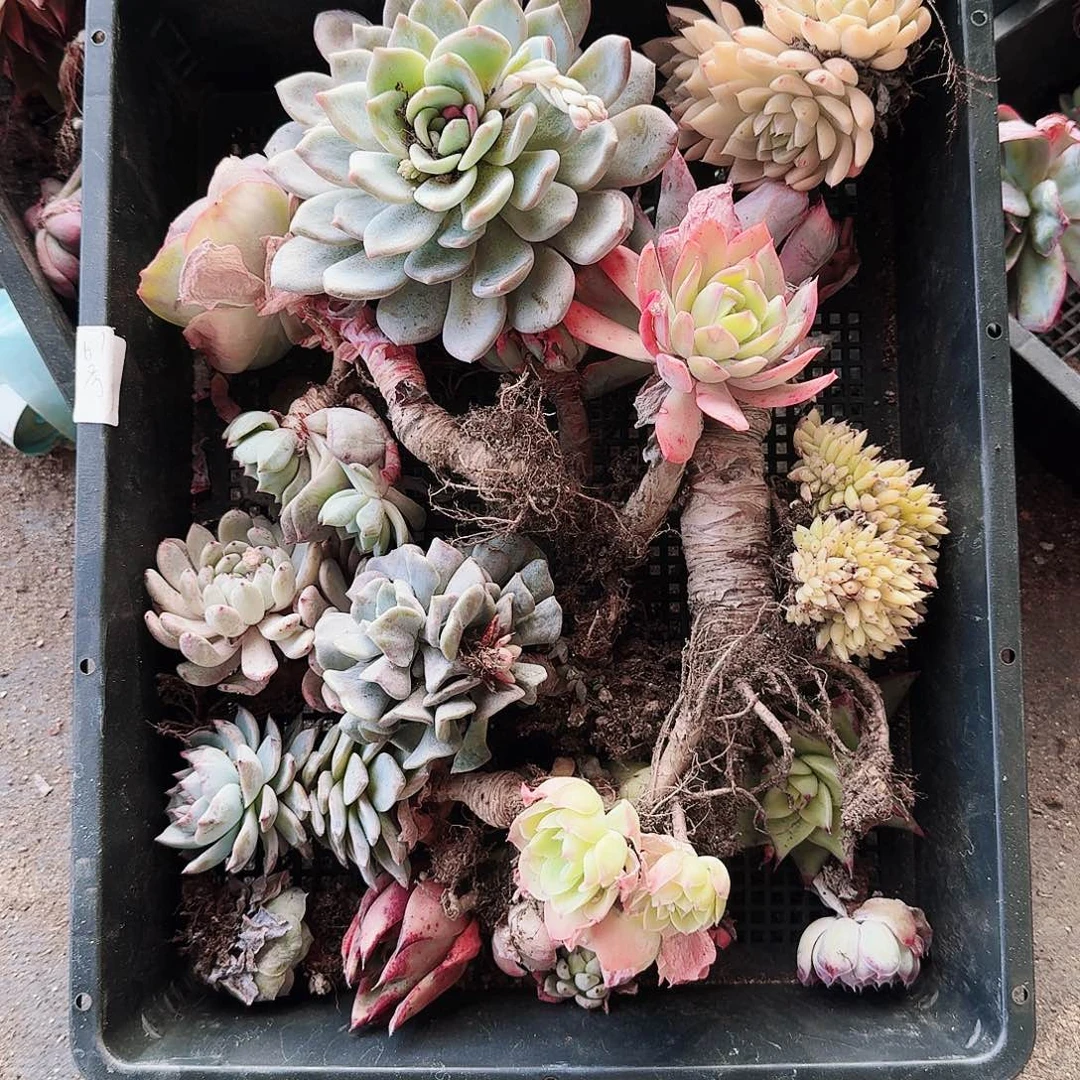 池*满20包邮零下拍保温箱61号筐无售后