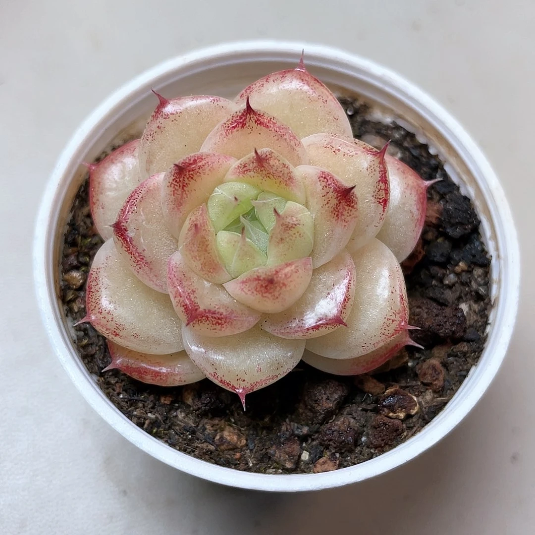 优选麦秆福利8932