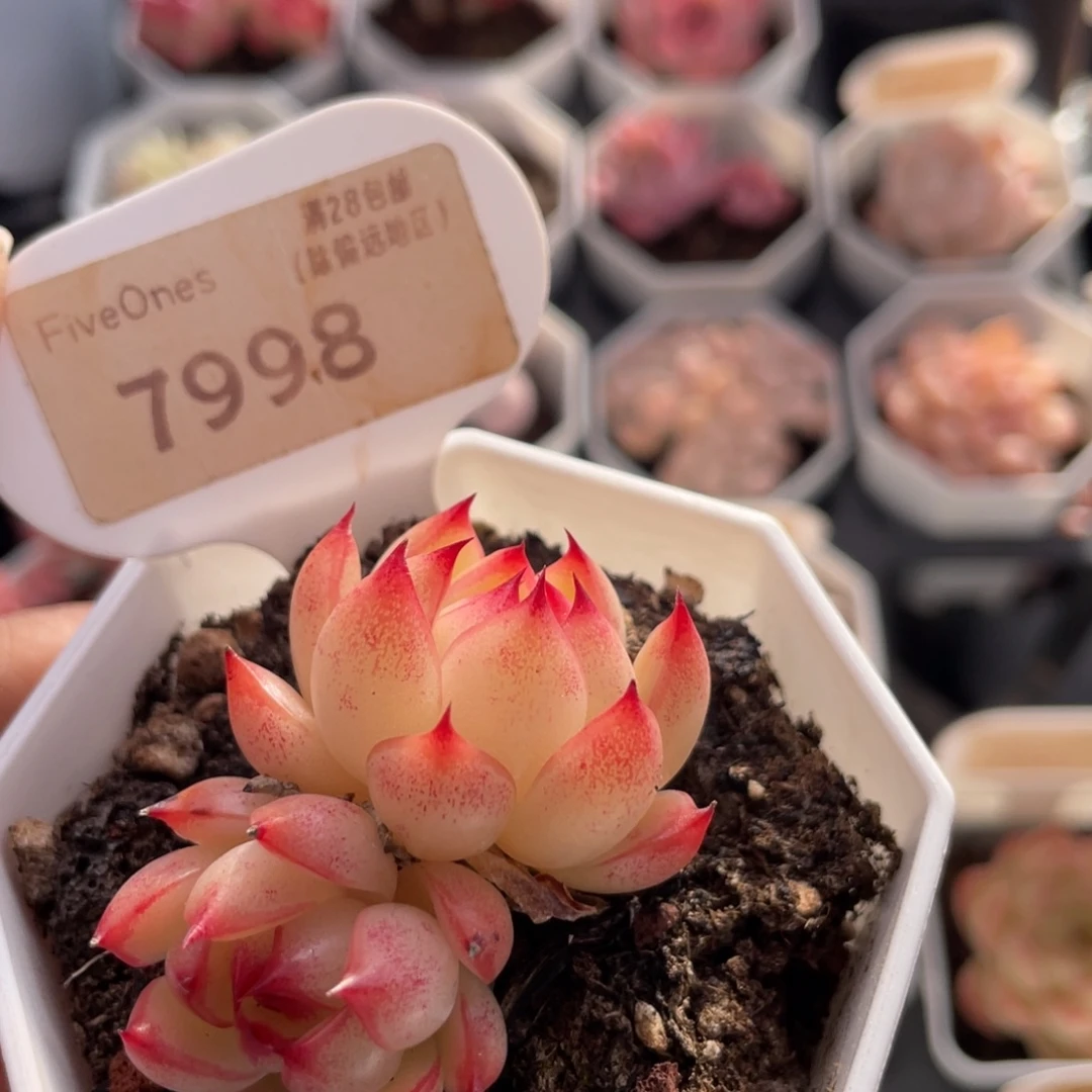 红蛋7998-4.5厘米