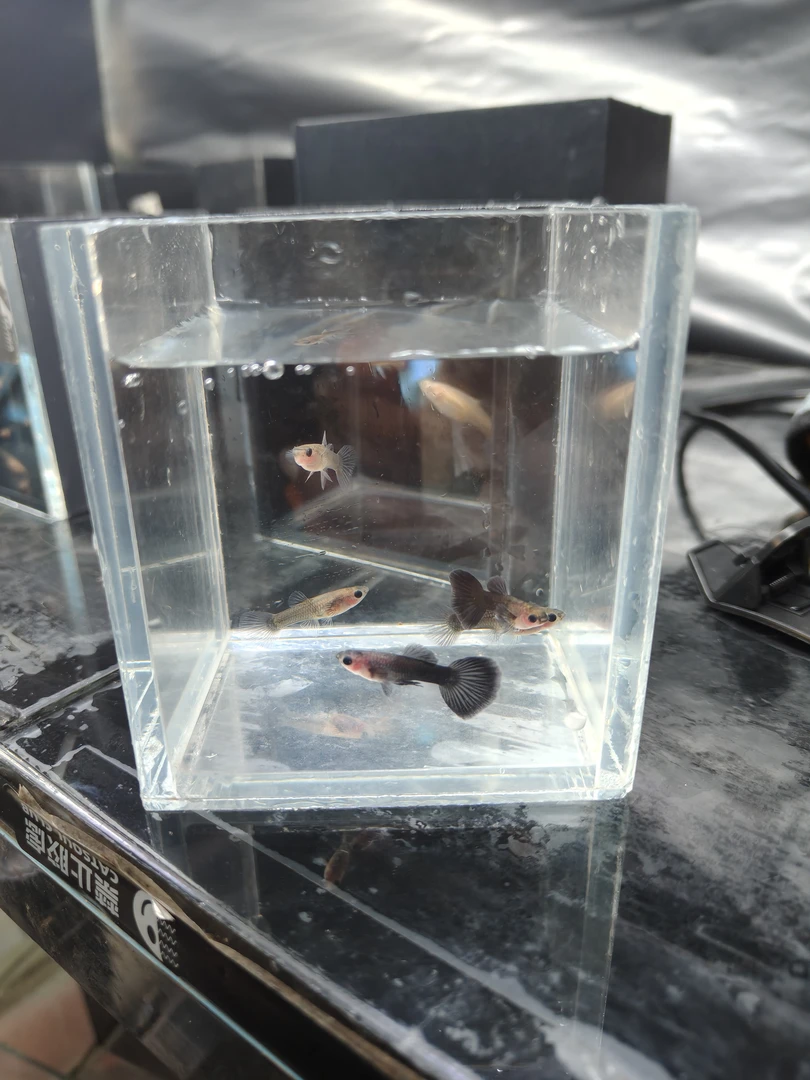 蓝礼服玻璃猫 热带鱼好养耐活