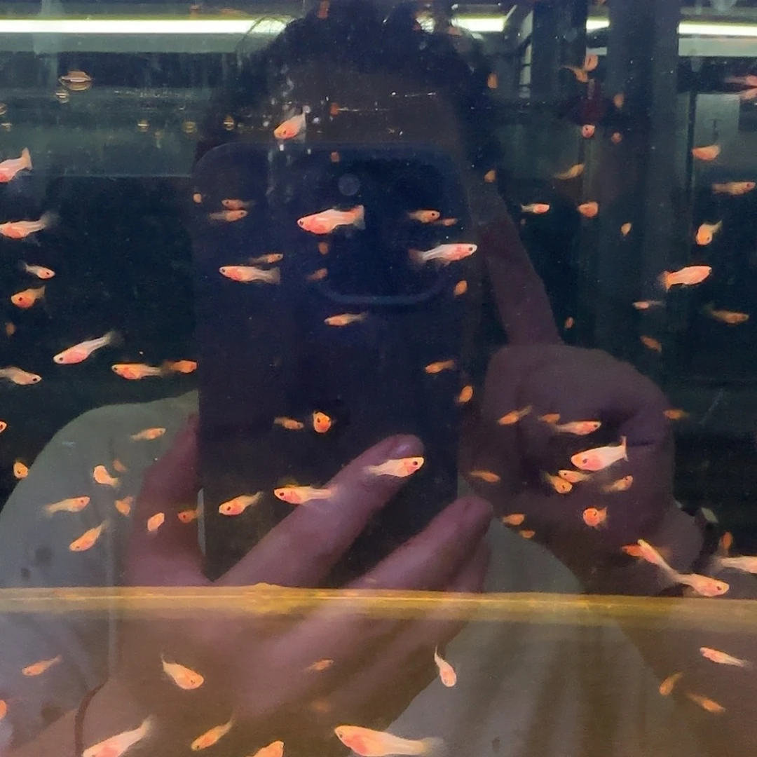 孔雀鱼红头玻璃猫苗10条