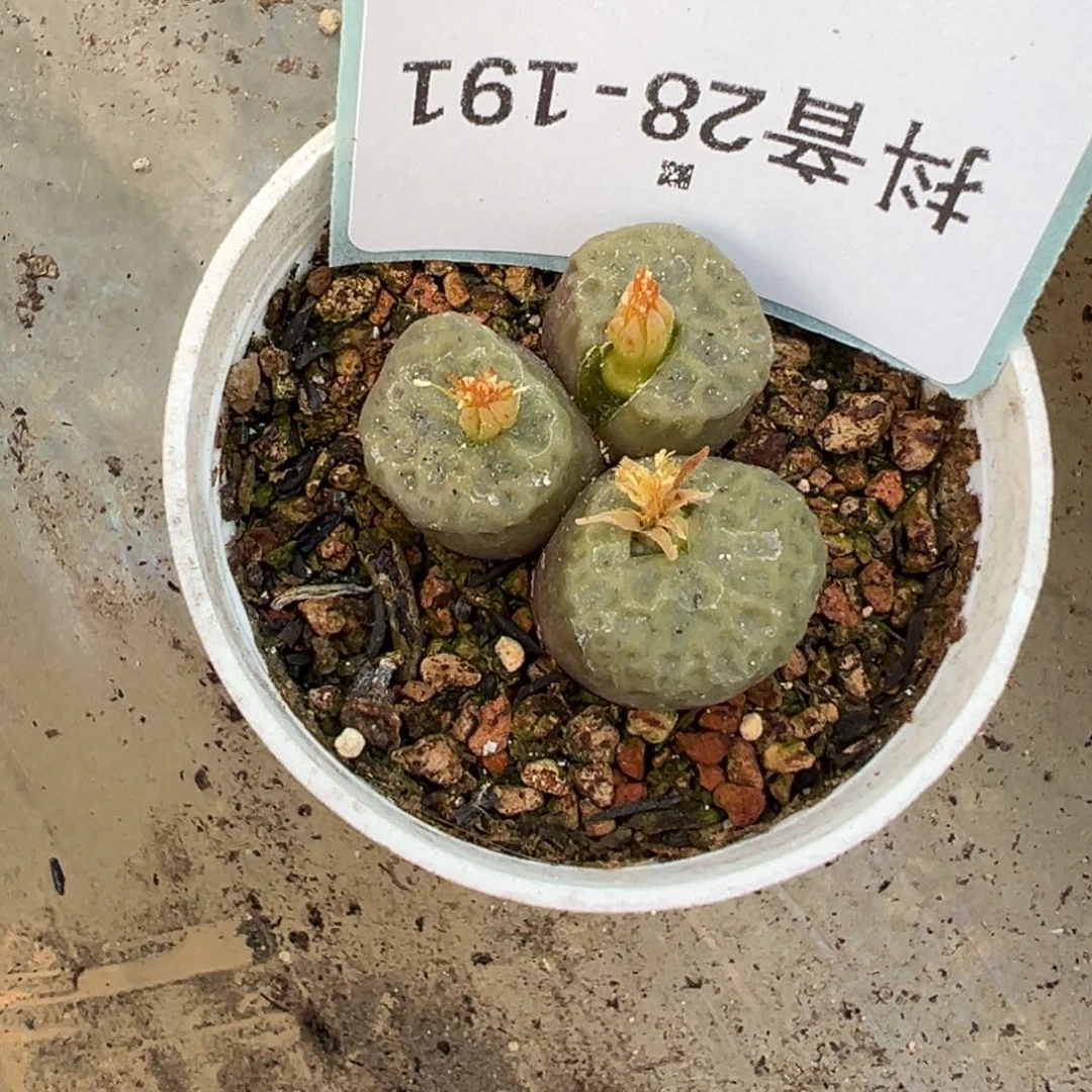 28-191肉锥多肉植物