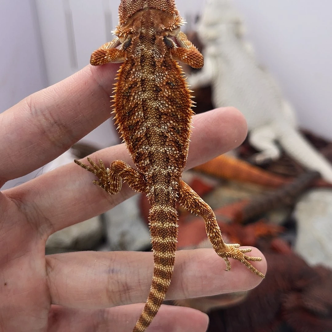 鬃狮蜥鬃狮蜥0005