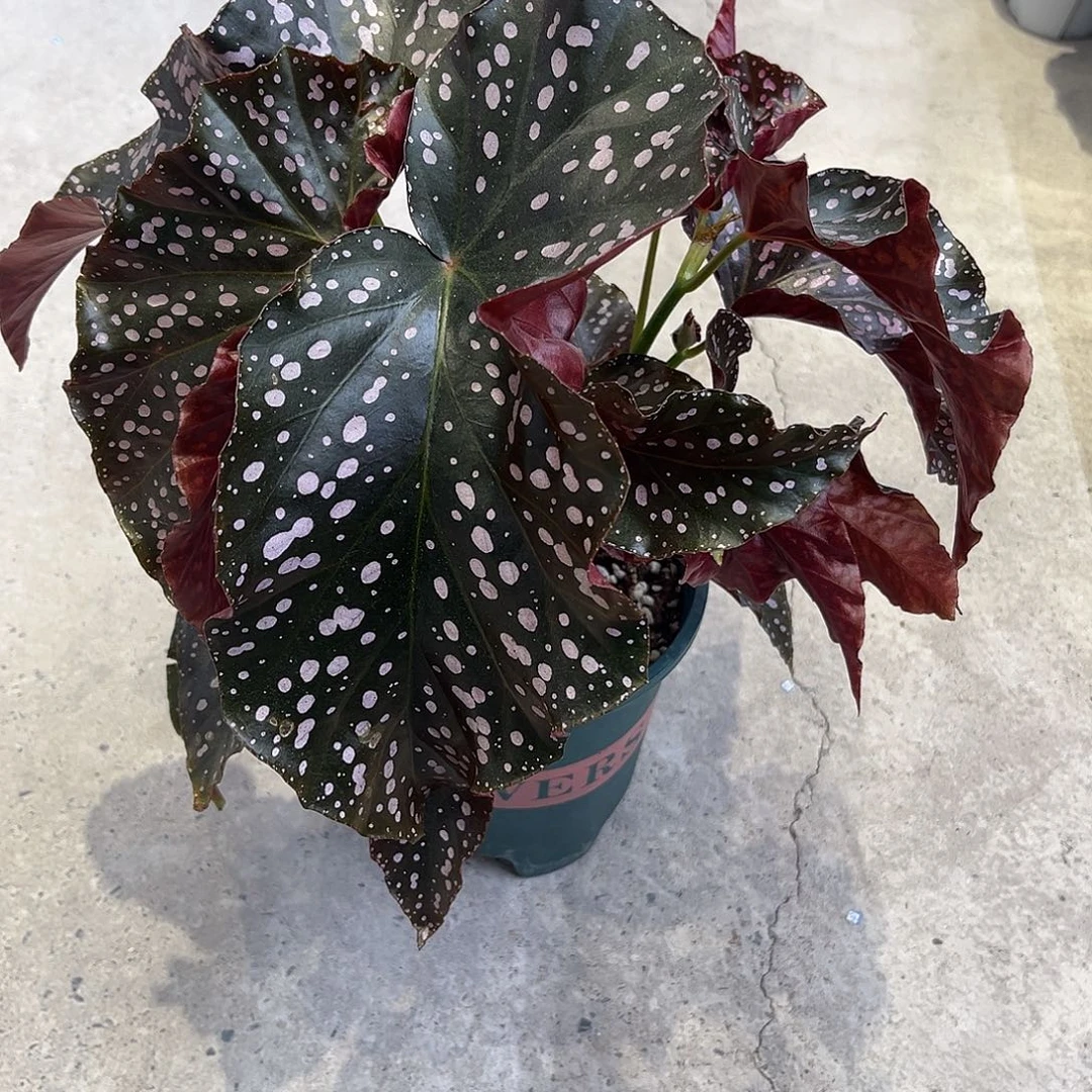 无花朵裂叶玫瑰 加仑盆 带保温
