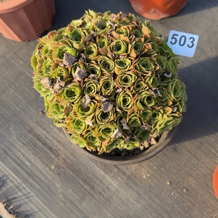 多肉植物绿朵朵503