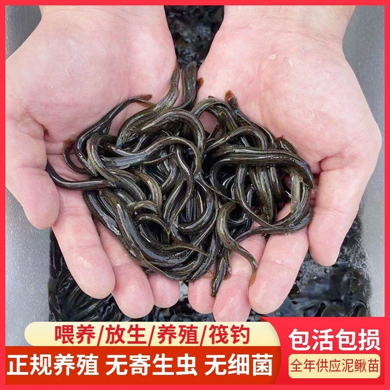 泥鳅苗鲜活喂养放生龙鱼活饵乌龟饲料泥鳅养殖淡水观赏鱼垂钓