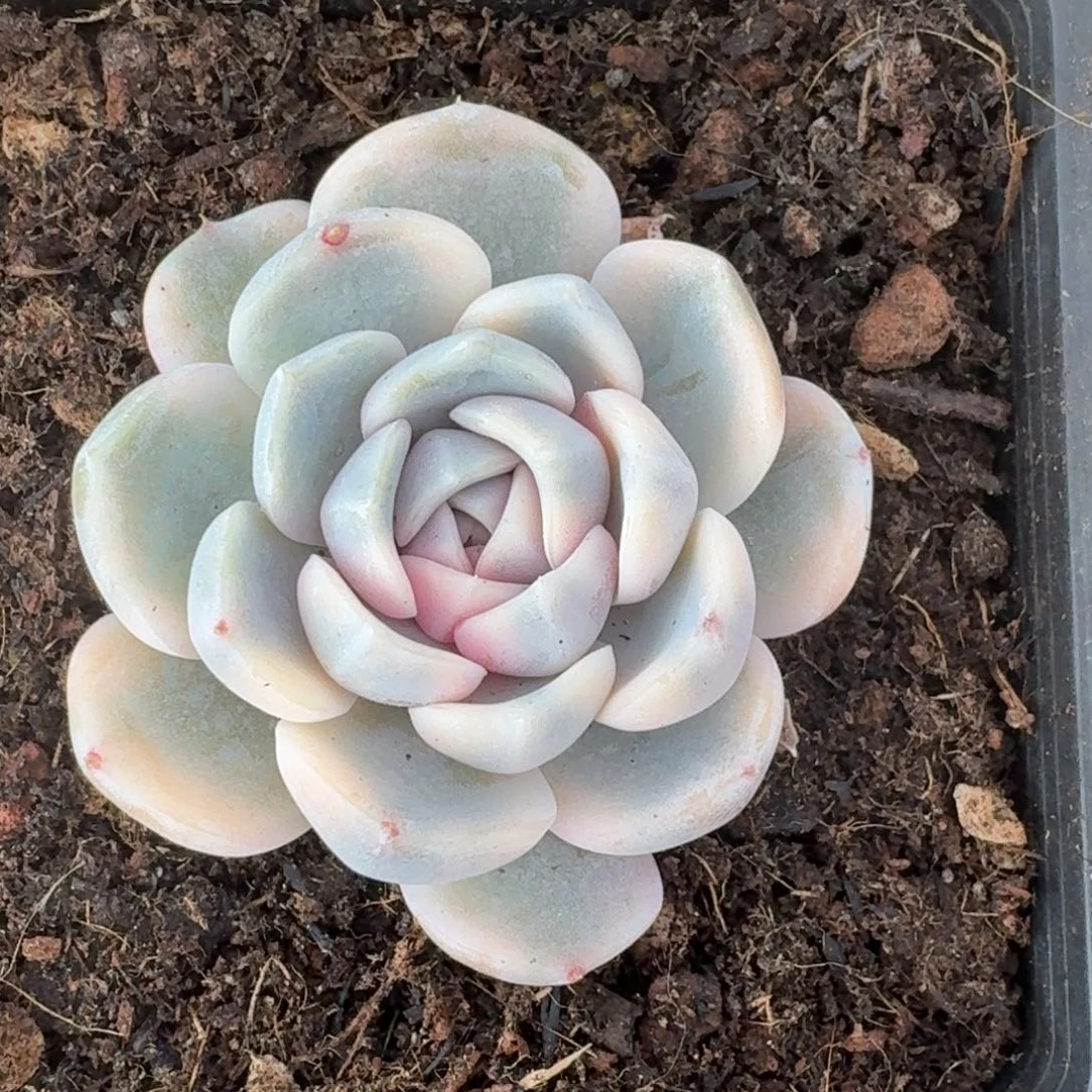 汉堡一物一拍好看