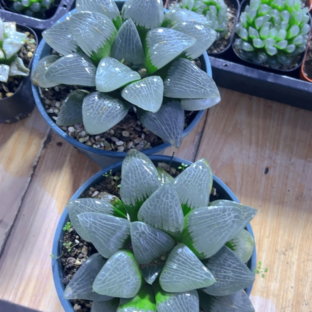 加仑盆一代康平玉露一颗