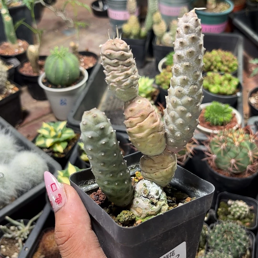 大***友107742一物一拍单头发货