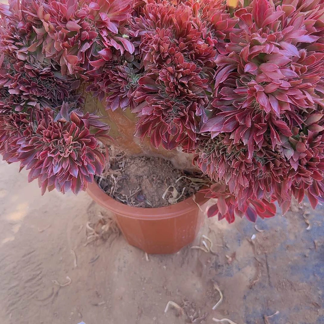 ?****缀话脱土发货缀去啊